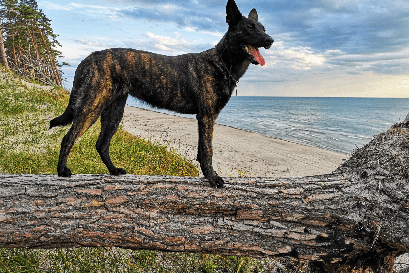 5 Dutch Shepherd Breeders With An Outstanding Reputation