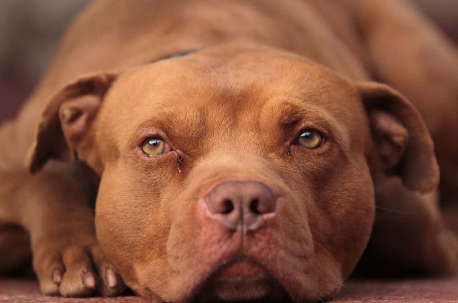 5 Excellent Red Nose Pitbull Breeders From The USA