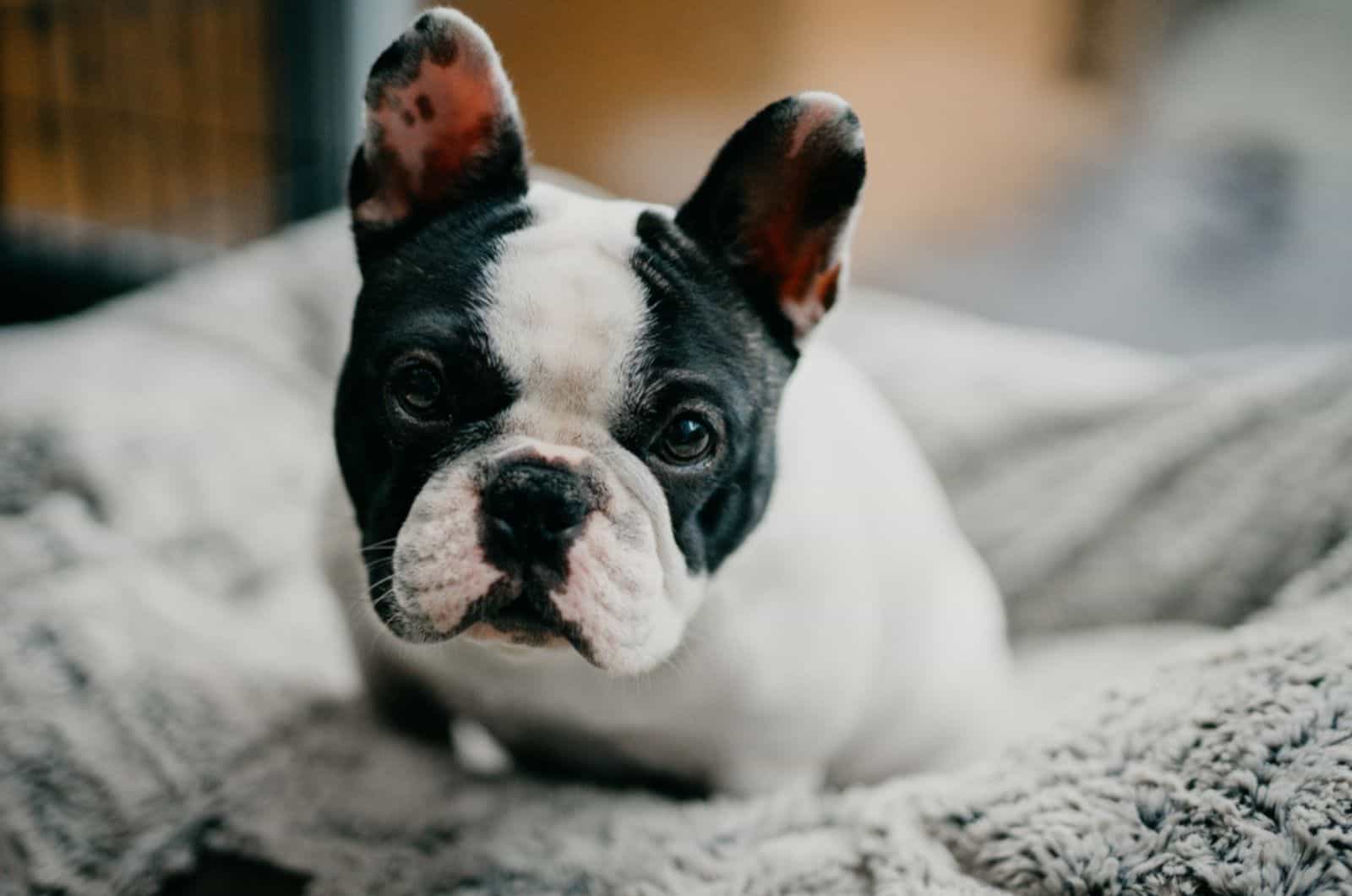 5 French Bulldog Health Facts Future Owners Should Know