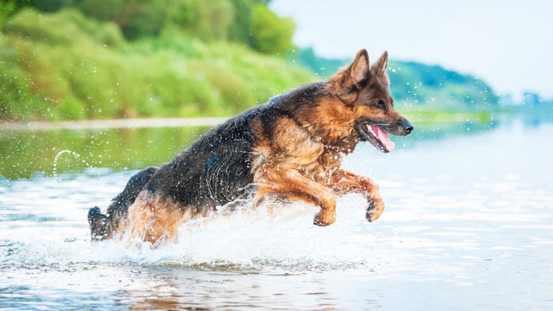 5 German Shepherd Health Facts You Probably Didn’t Know About