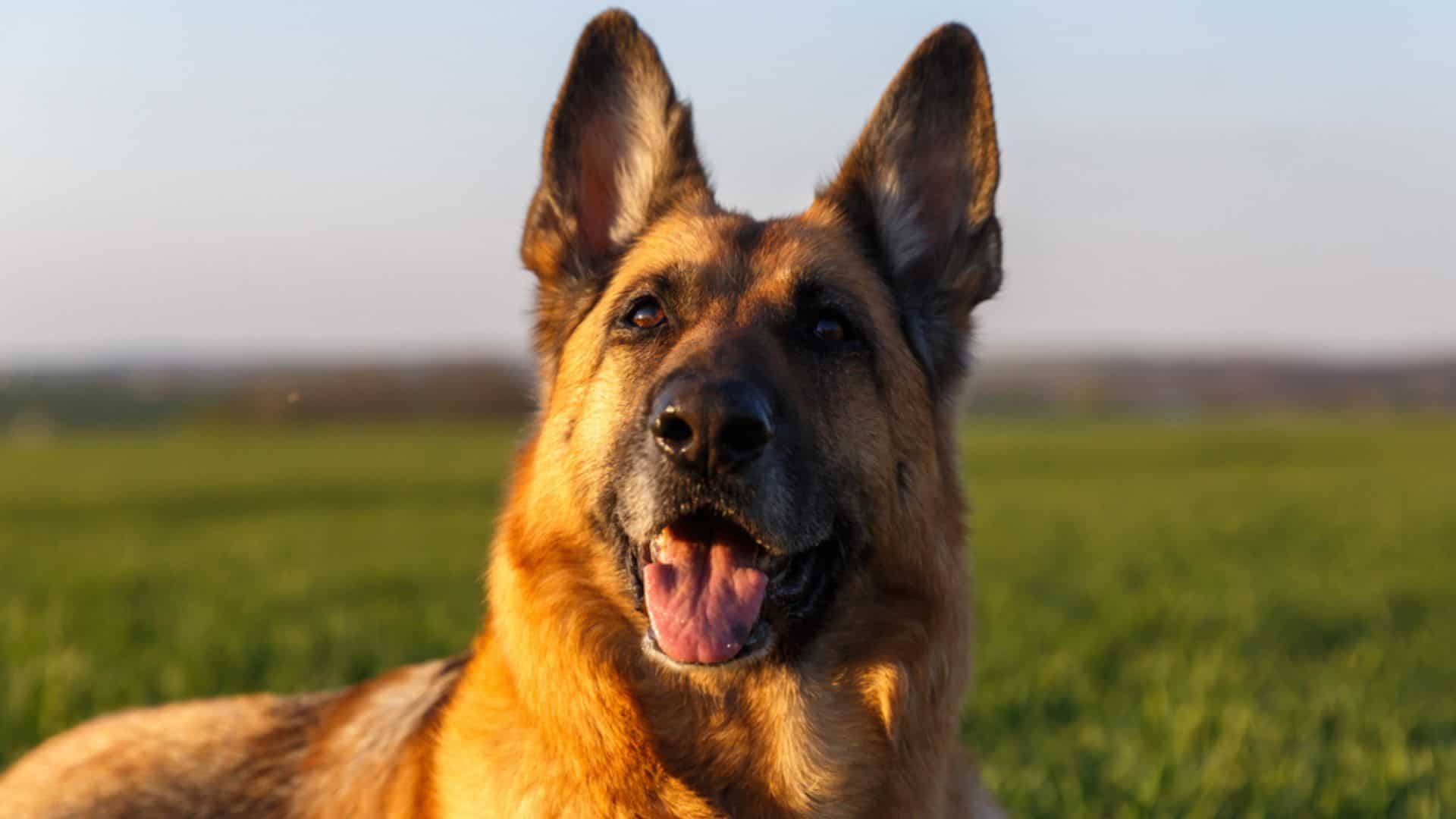 5 Hidden Meanings Behind German Shepherd Barks