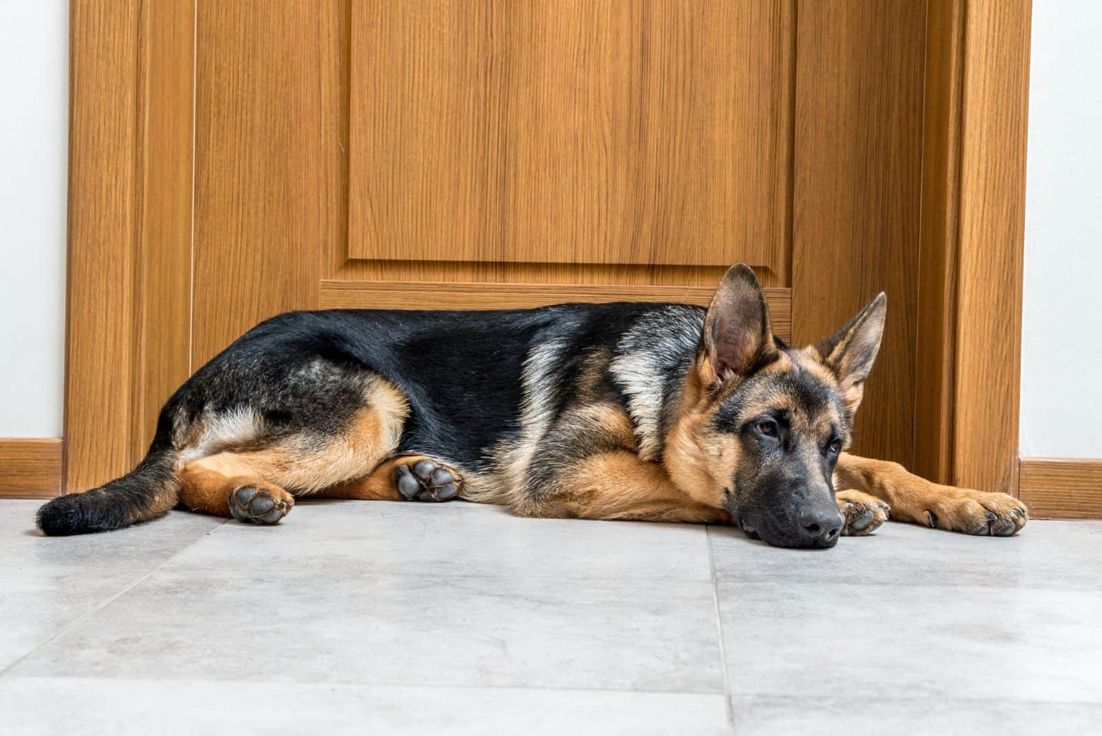 5 Must-Know German Shepherd Degenerative Myelopathy Symptoms 