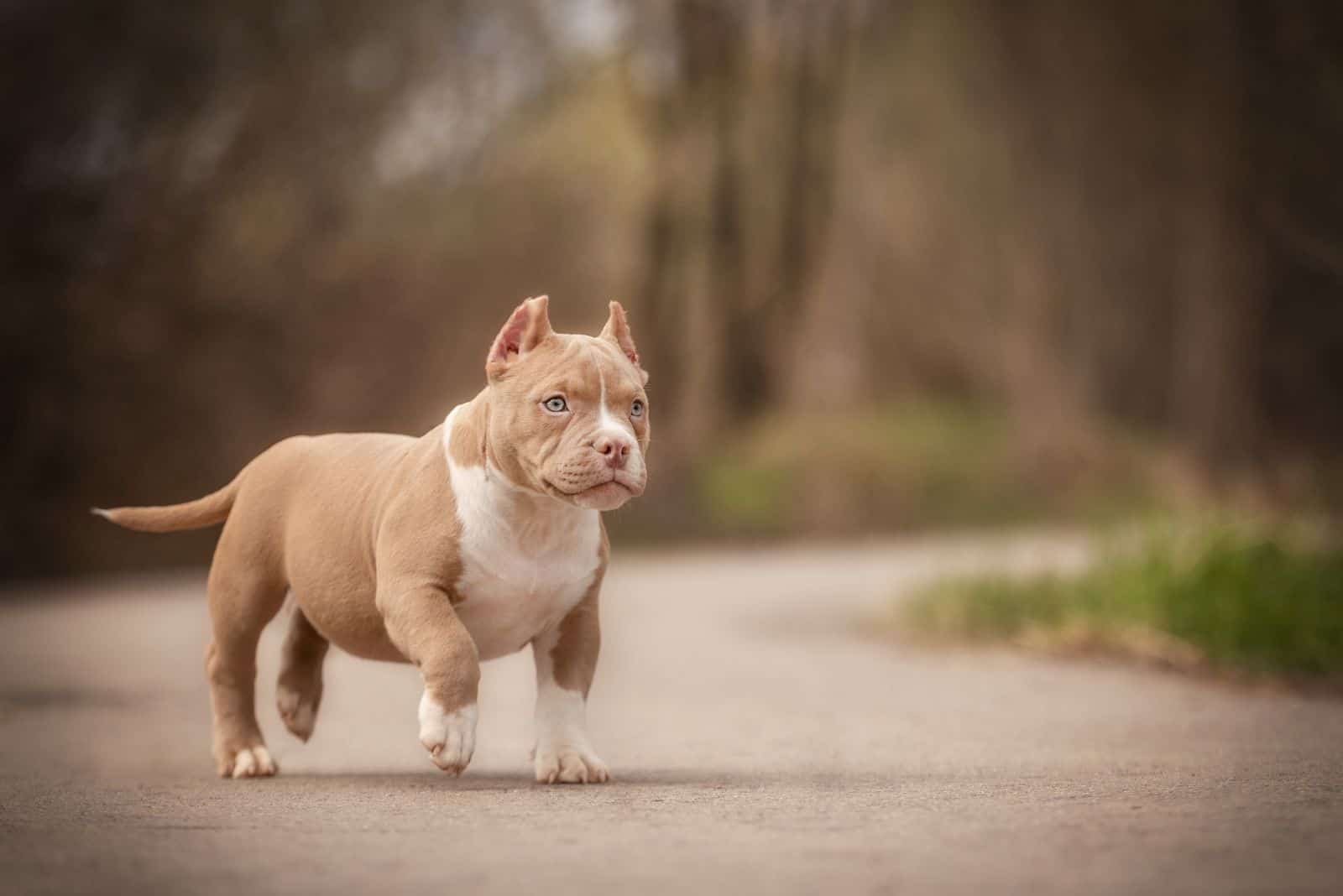 5 Pocket Bully Breeders In The UK: Only Mighty Paws