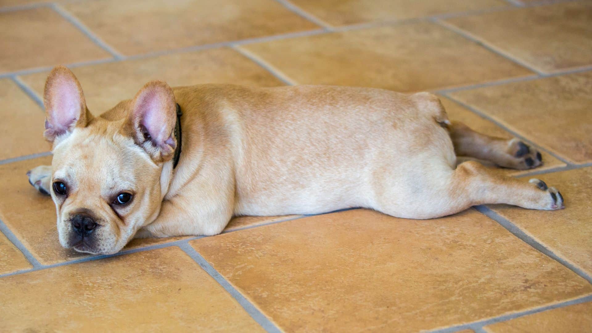 5 Reasons Why Your Dog Sploots