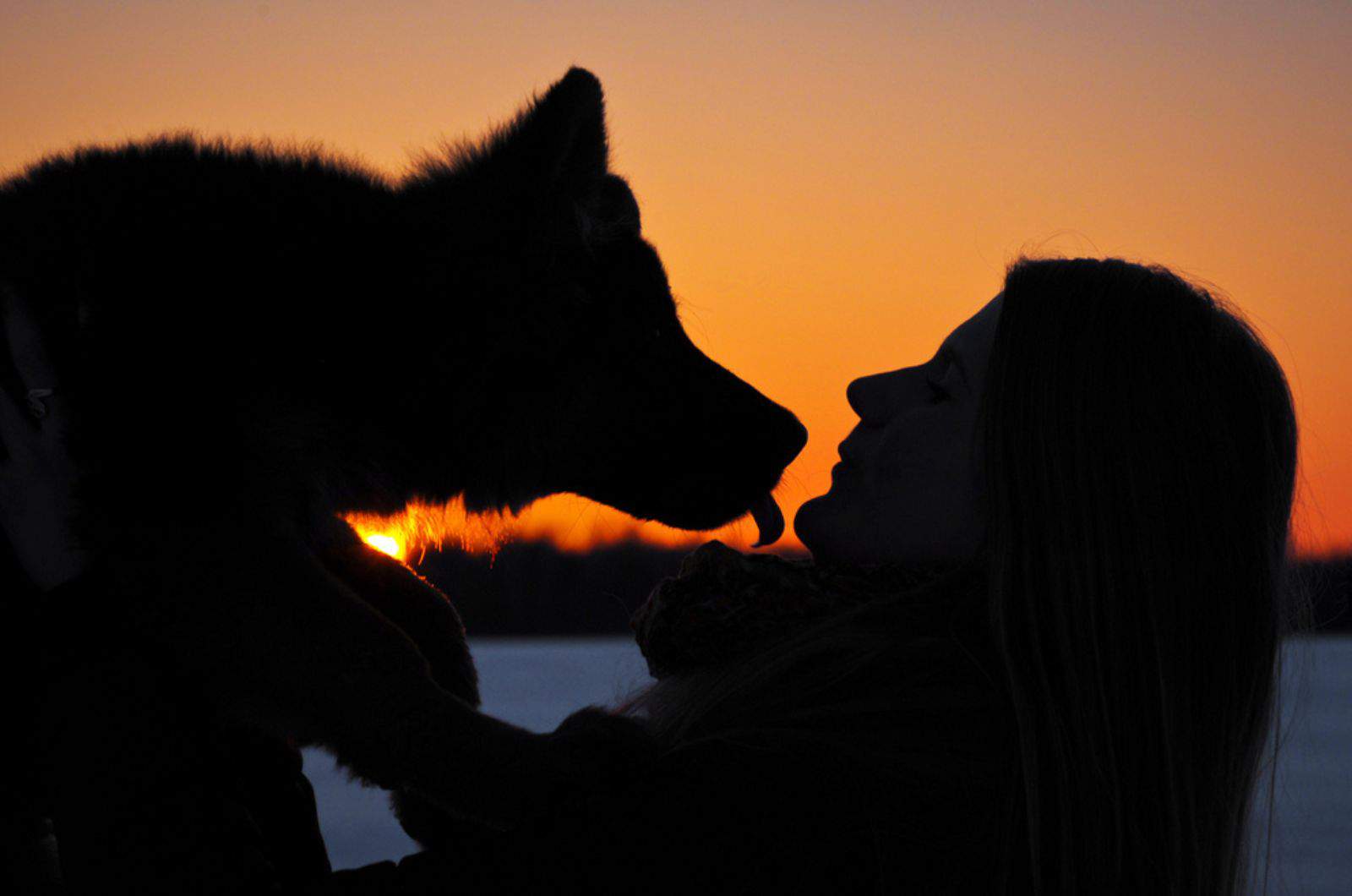 5 Reasons Why Your German Shepherd Licks You When You Cry