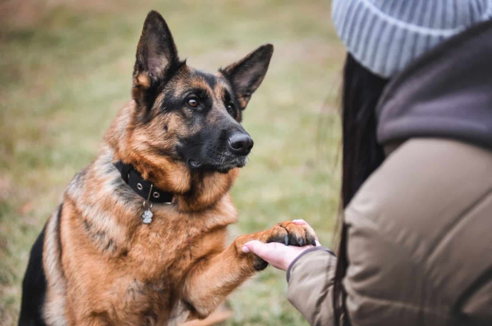 5 Secrets To Extending Your German Shepherd’s Life