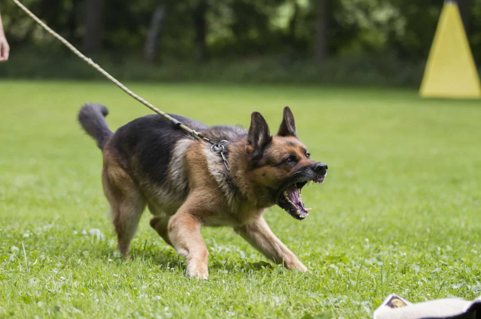 5 Signs Of Fear Aggression In Your German Shepherd And 3 Ways To Take Control