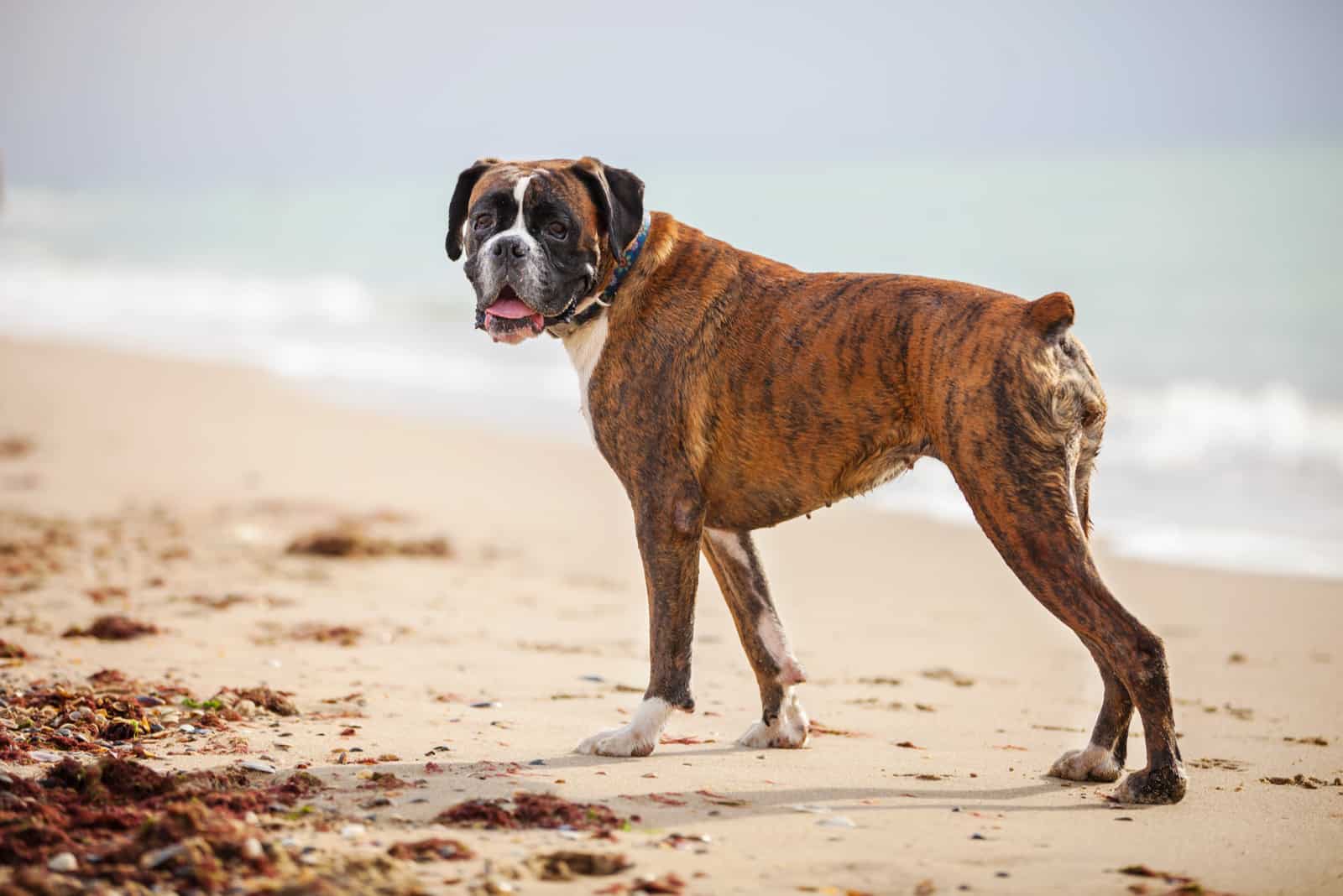 50 Boxer Mixes: Unique Crossbreeds You Didn’t Know Existed