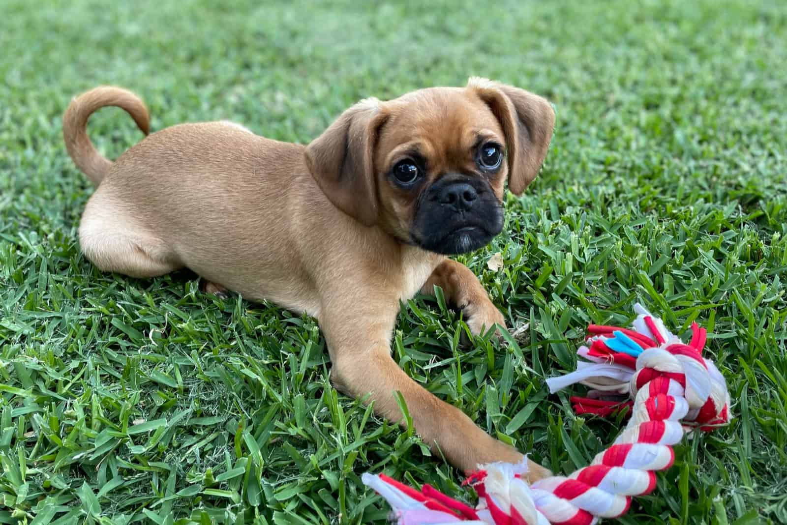 50 Pug Mixes: Cutest Crossbreeds You’re Going To Love