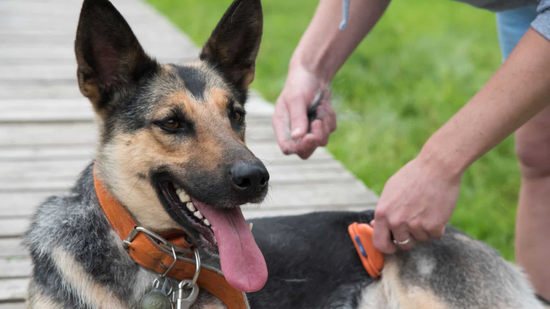 5 Dog Breeds With The Highest Grooming Needs