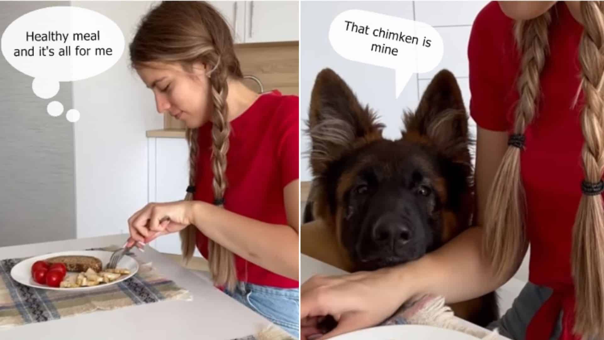 These Photos Perfectly Describe Life Before And After Getting A German Shepherd