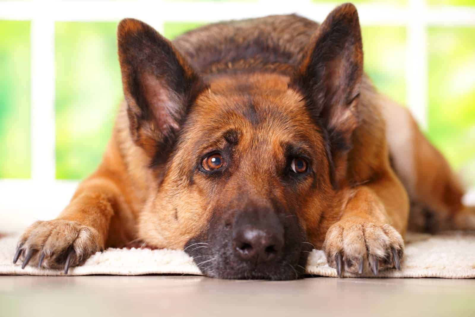 6 German Shepherd Bloat Symptoms, Treatment, And Prevention