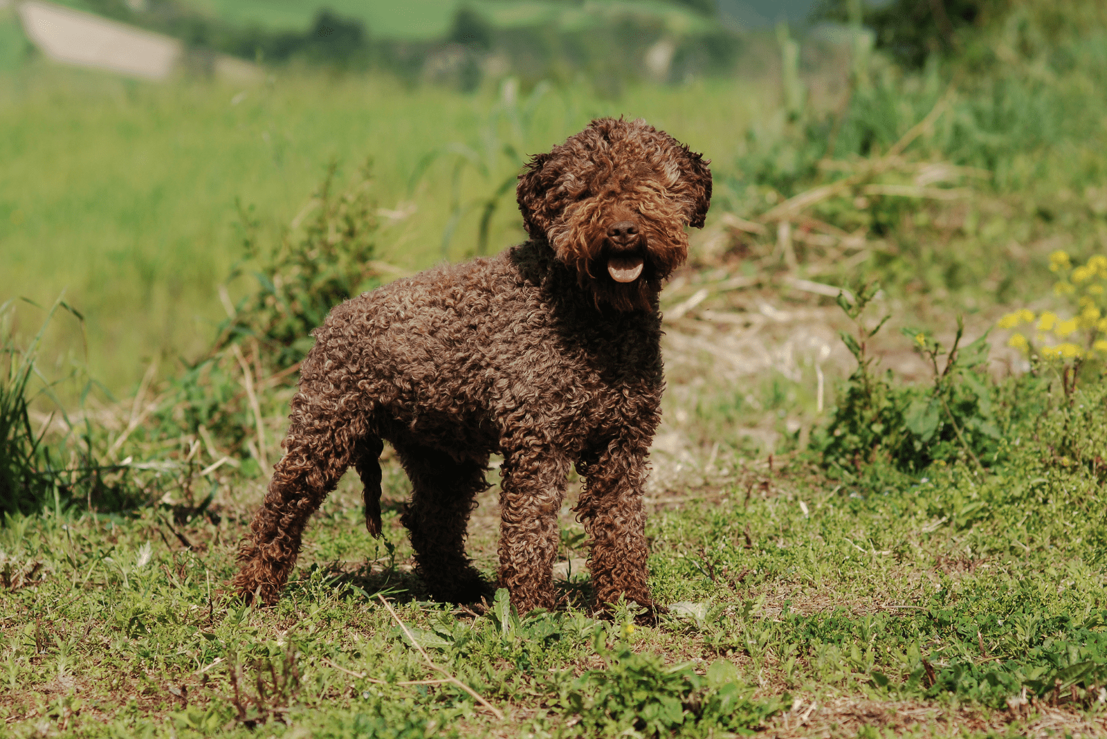 6 Lagotto Romagnolo Colors And Color Combinations