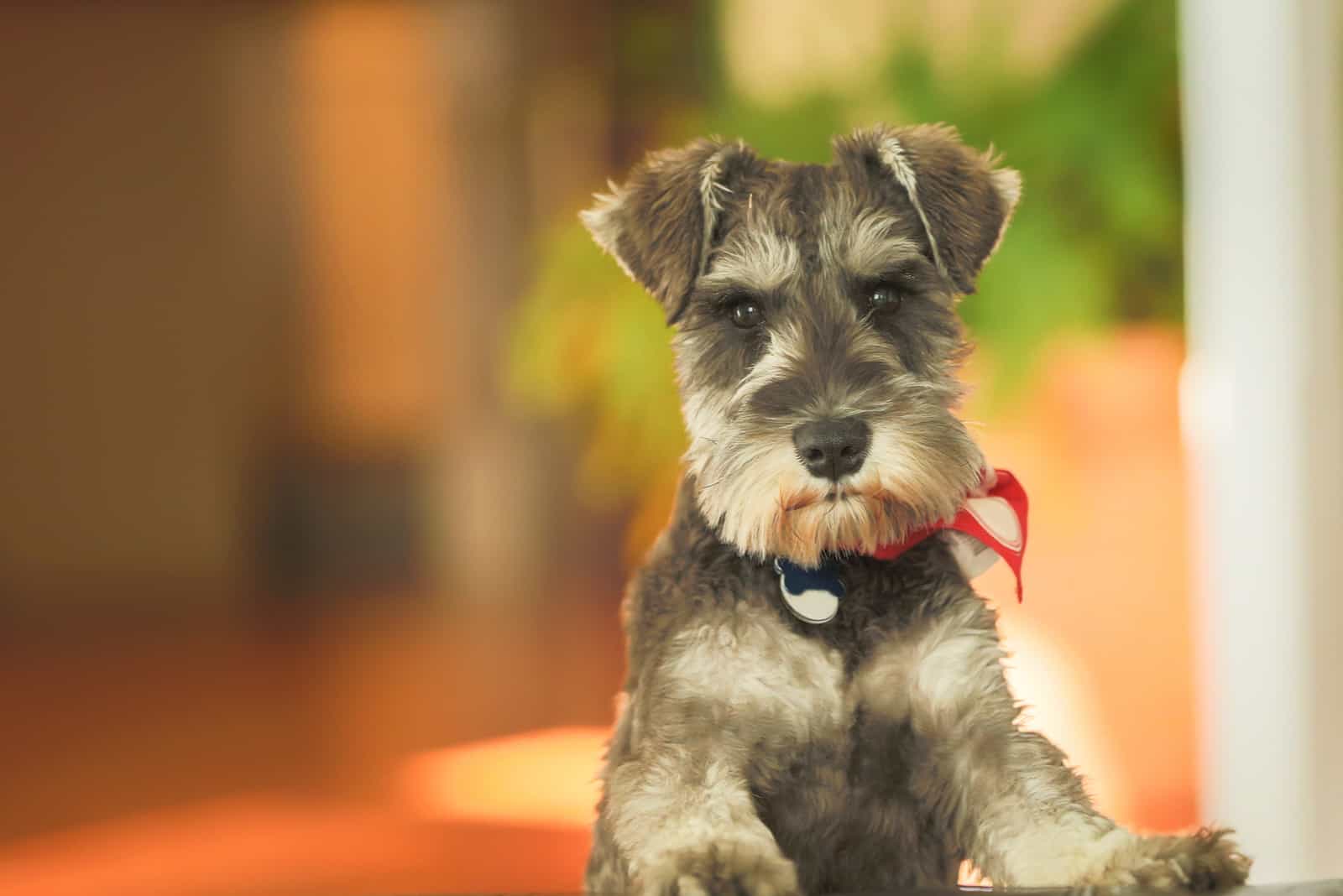 6 month old Miniature Schnauzer