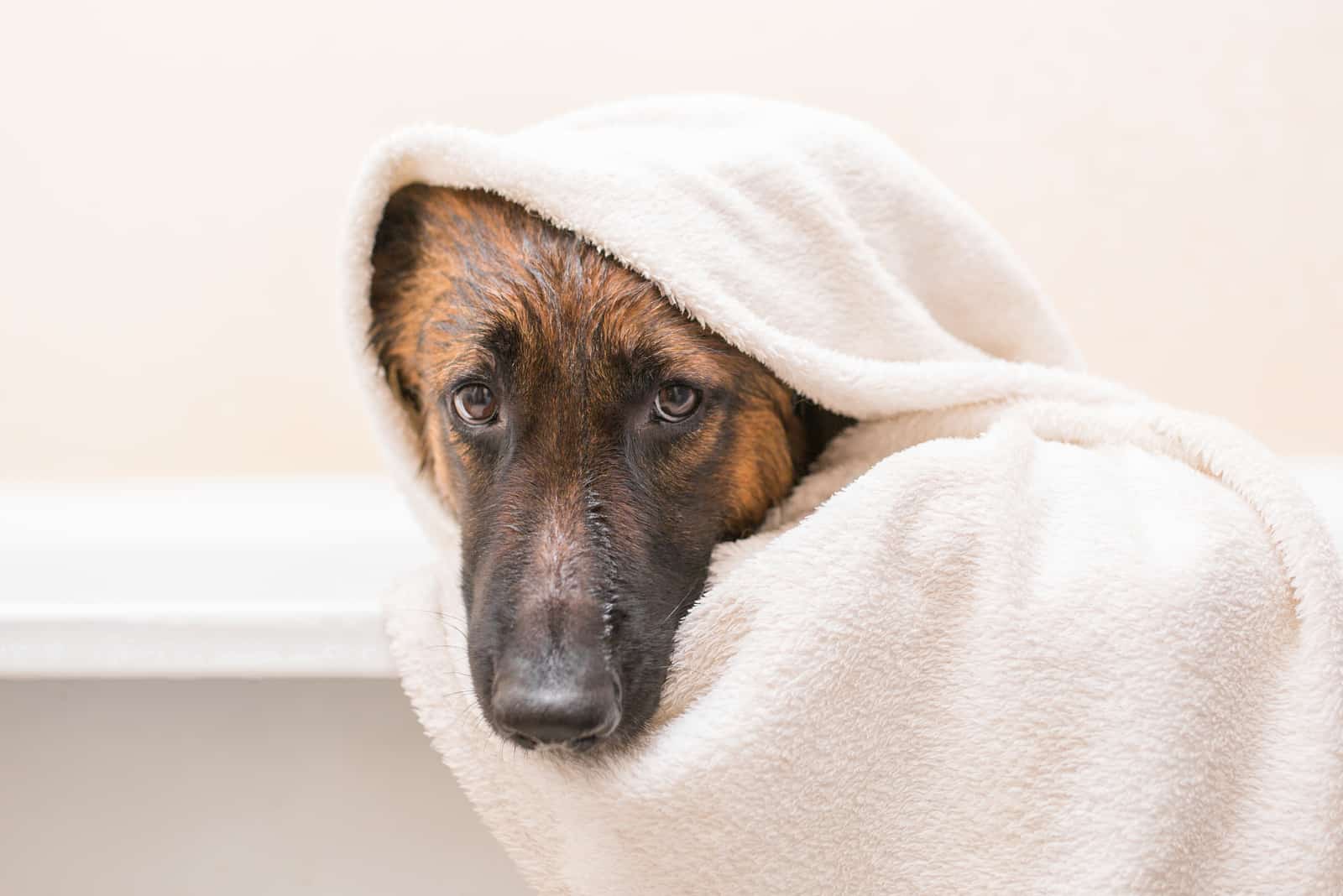 The 6 Safest And Best Shampoos For Belgian Malinois Pups