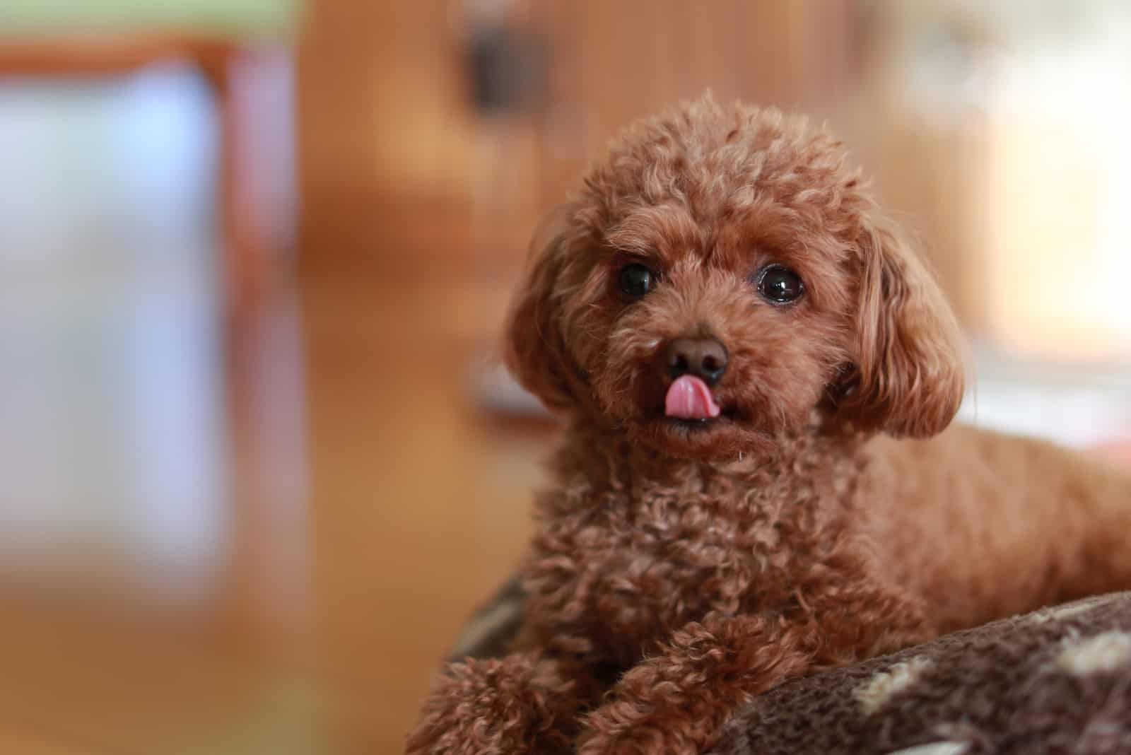 6 Toy Poodle Breeders In UK The Poodle World Envies