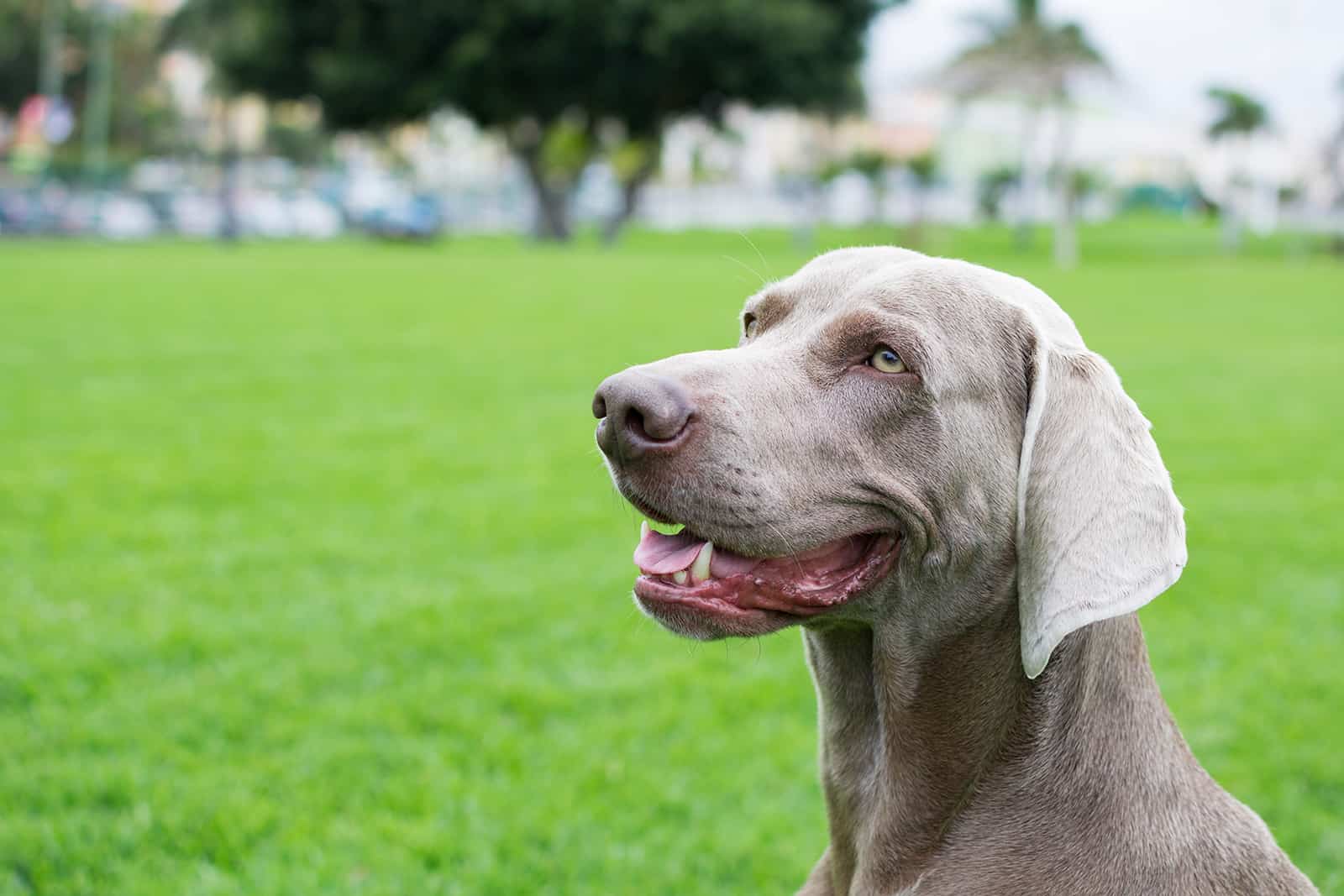 6 Weimaraner Breeders In Ontario That You Need To Know About