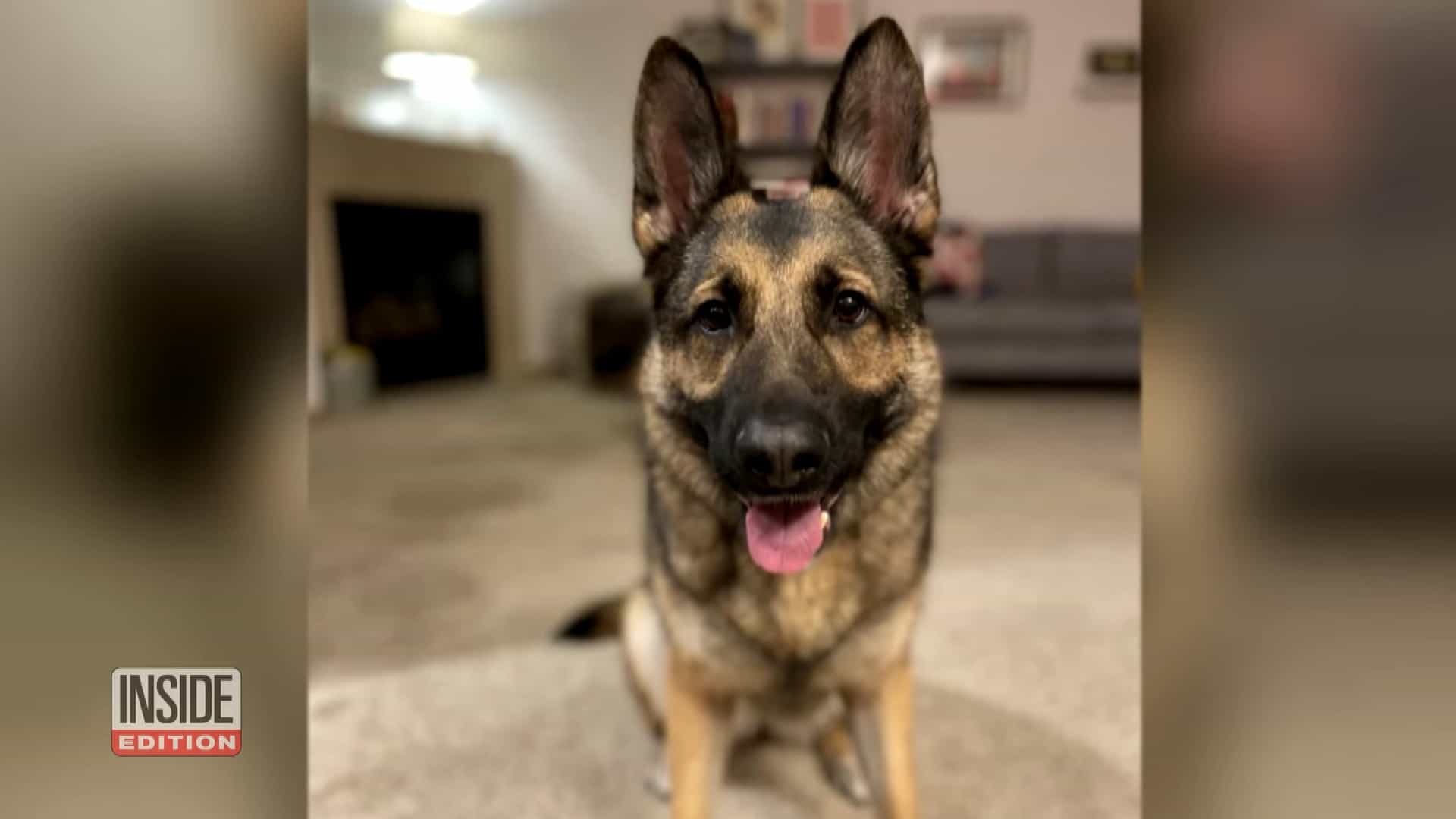 german shepherd dory in her home