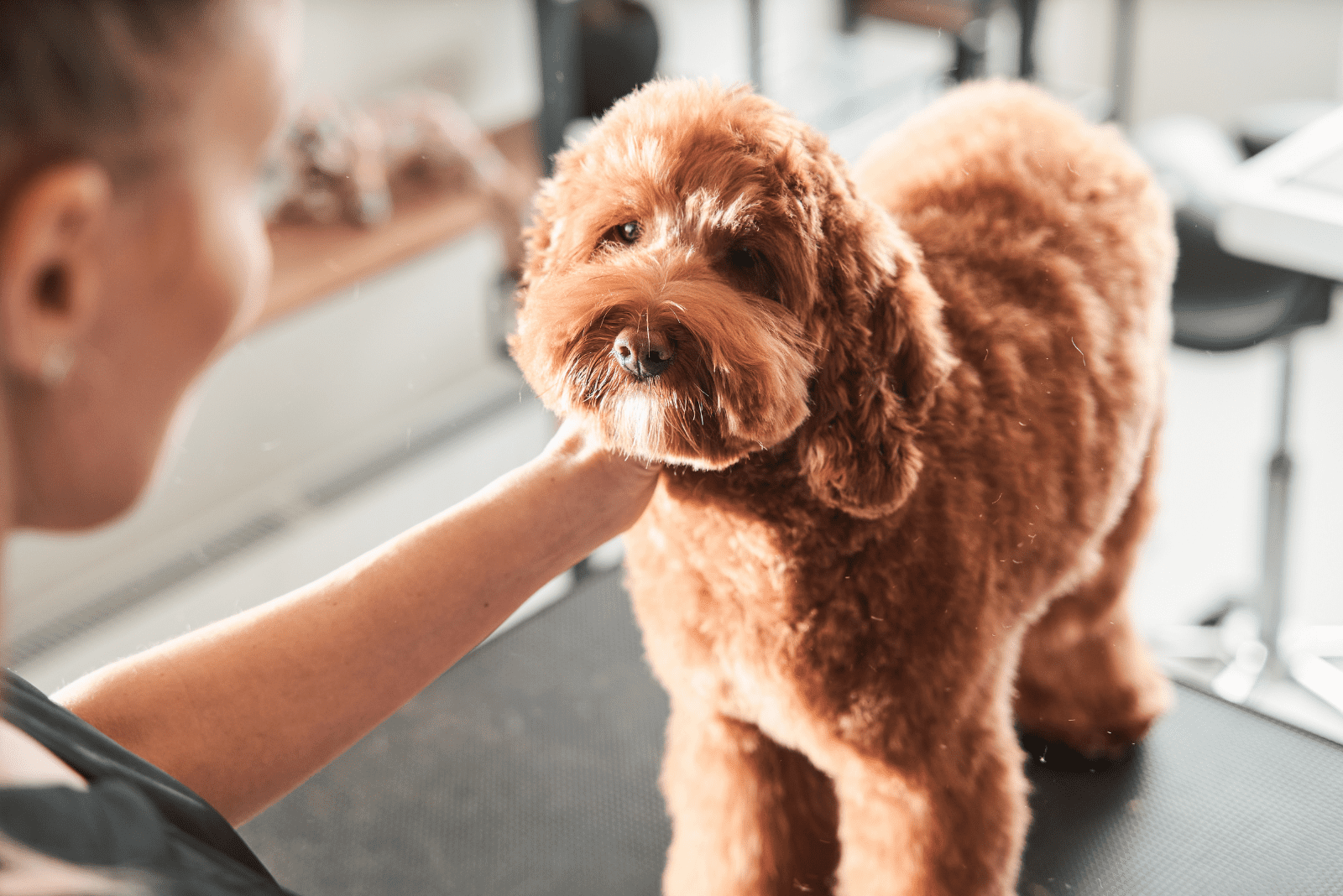 The Ultimate Guide To The Flat Coat Goldendoodle