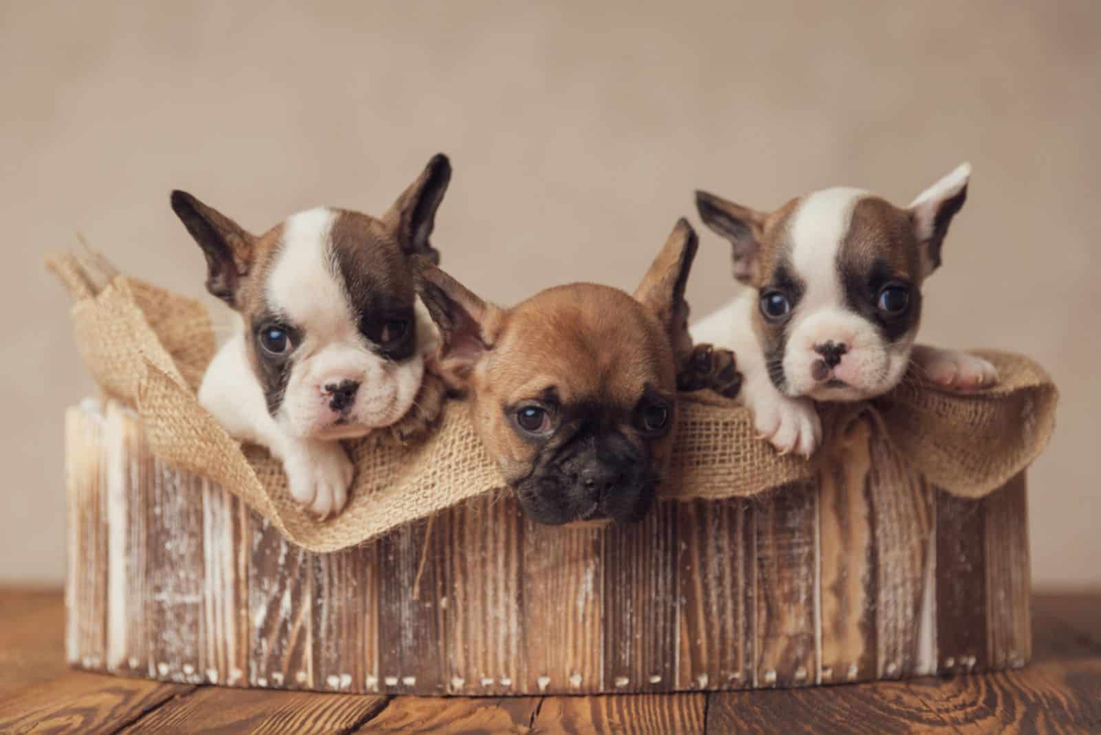 7 Things You Must Do Before Breeding Your Dog