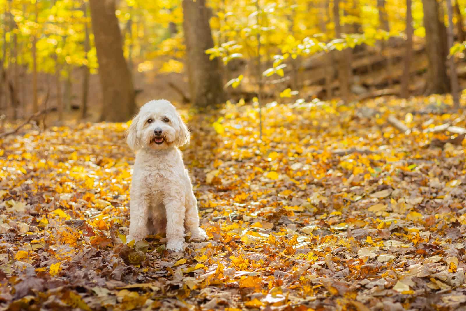 7 Australian Labradoodle Breeders In U.S. That You Will Love