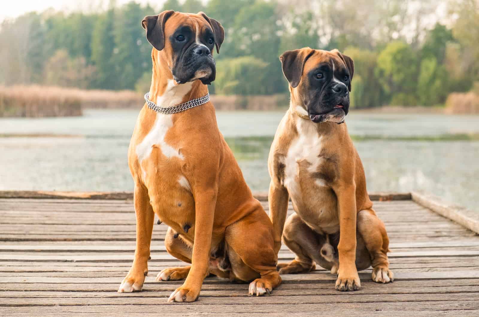 7 Best Boxer Breeders In Maine