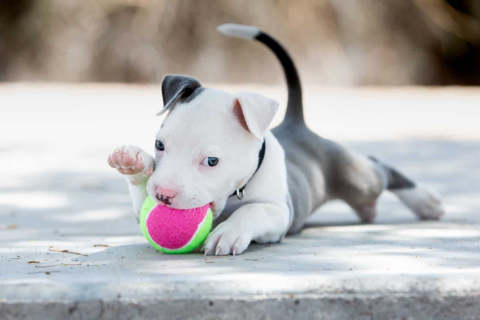 7 Best Chew Toys For Pitbulls Every Dog Owner Needs