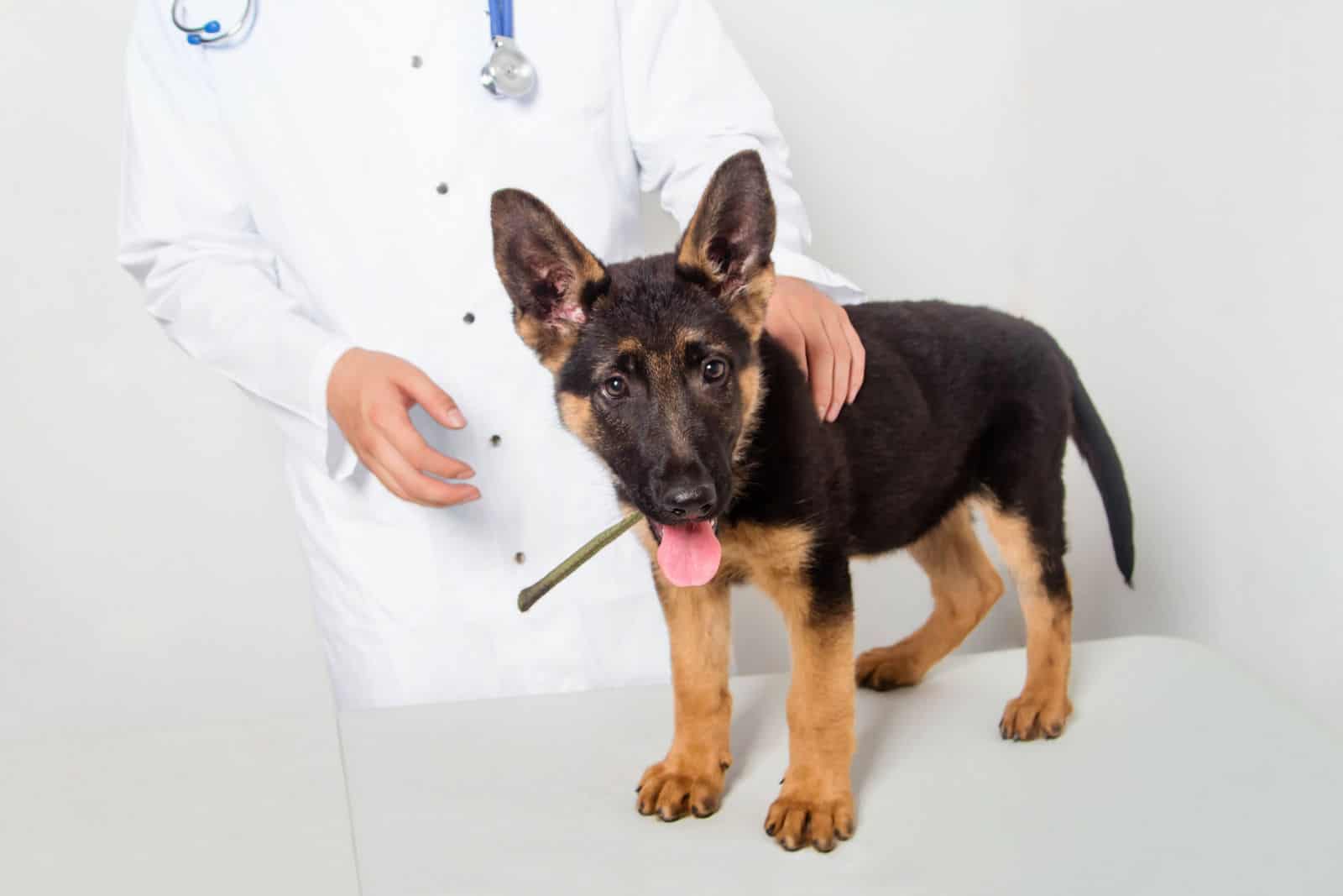 7 Causes Of German Shepherd Diarrhea, And How To Help