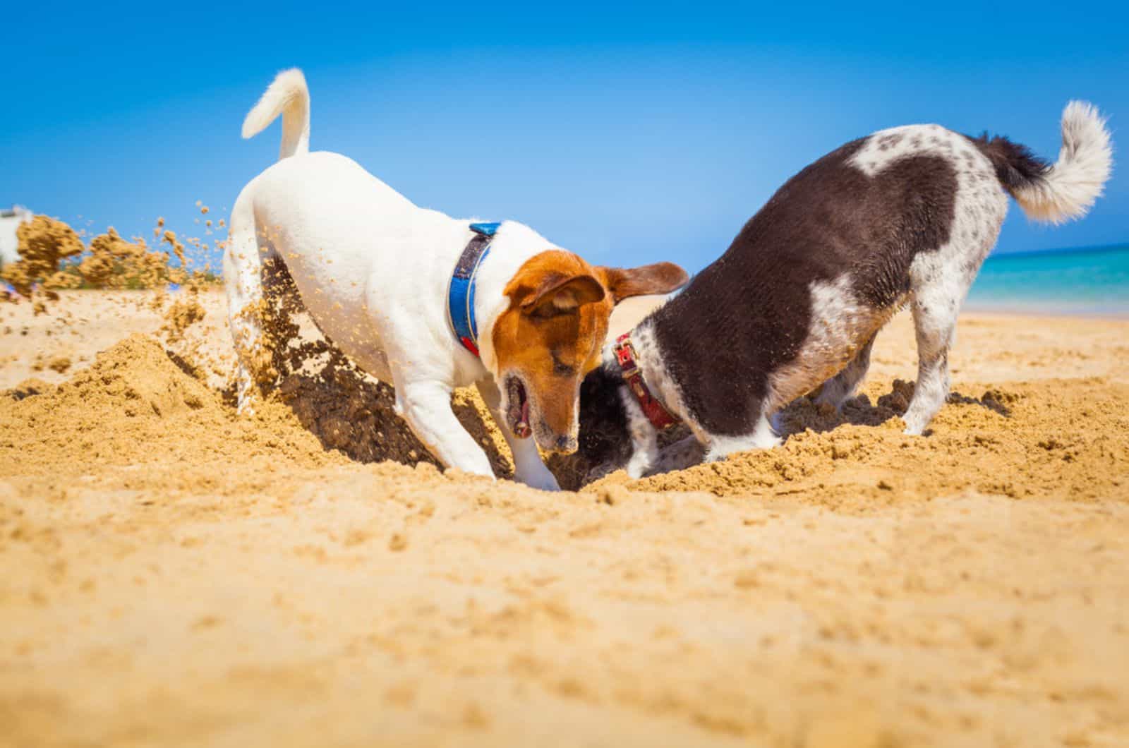 7 Dogs With Strong Digging Instincts And A Knack For Landscaping