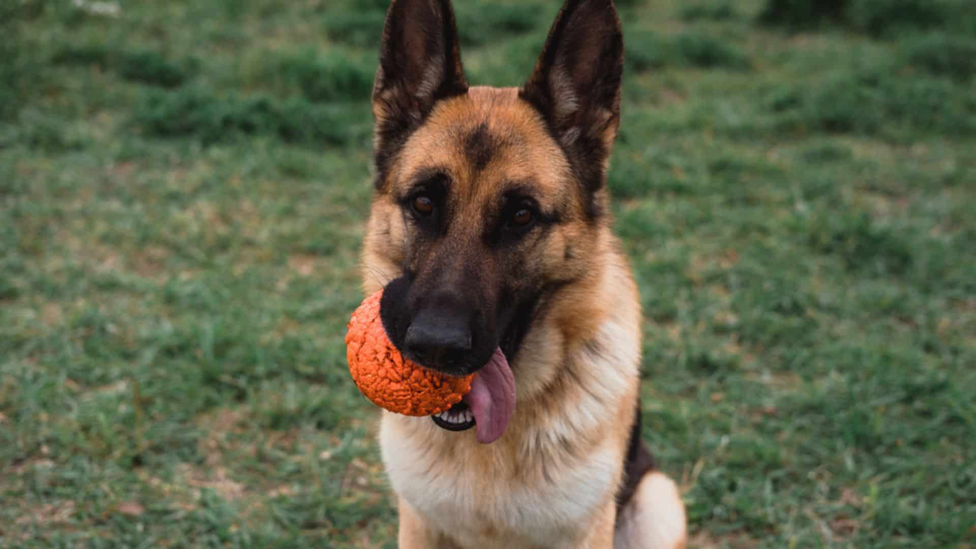 7 Fascinating Reasons Why German Shepherds Love Squeaky Toys