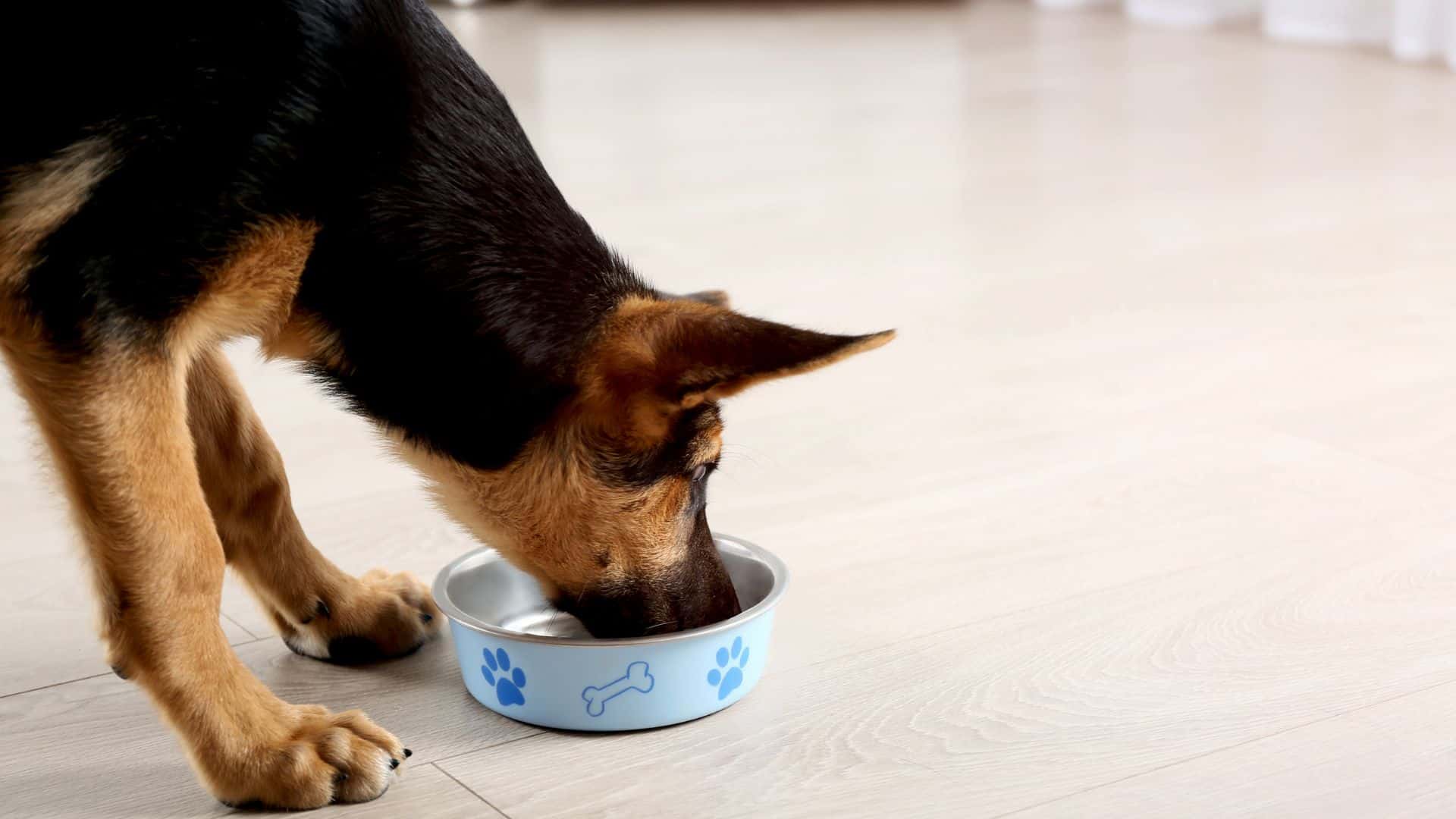 7 Healthy Food Options For Cancer Prevention In German Shepherds