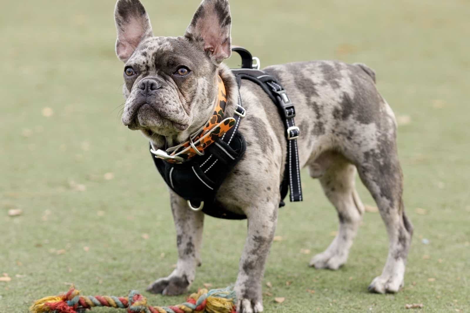 7 month old blue merle french bulldog standing next to a toy rope