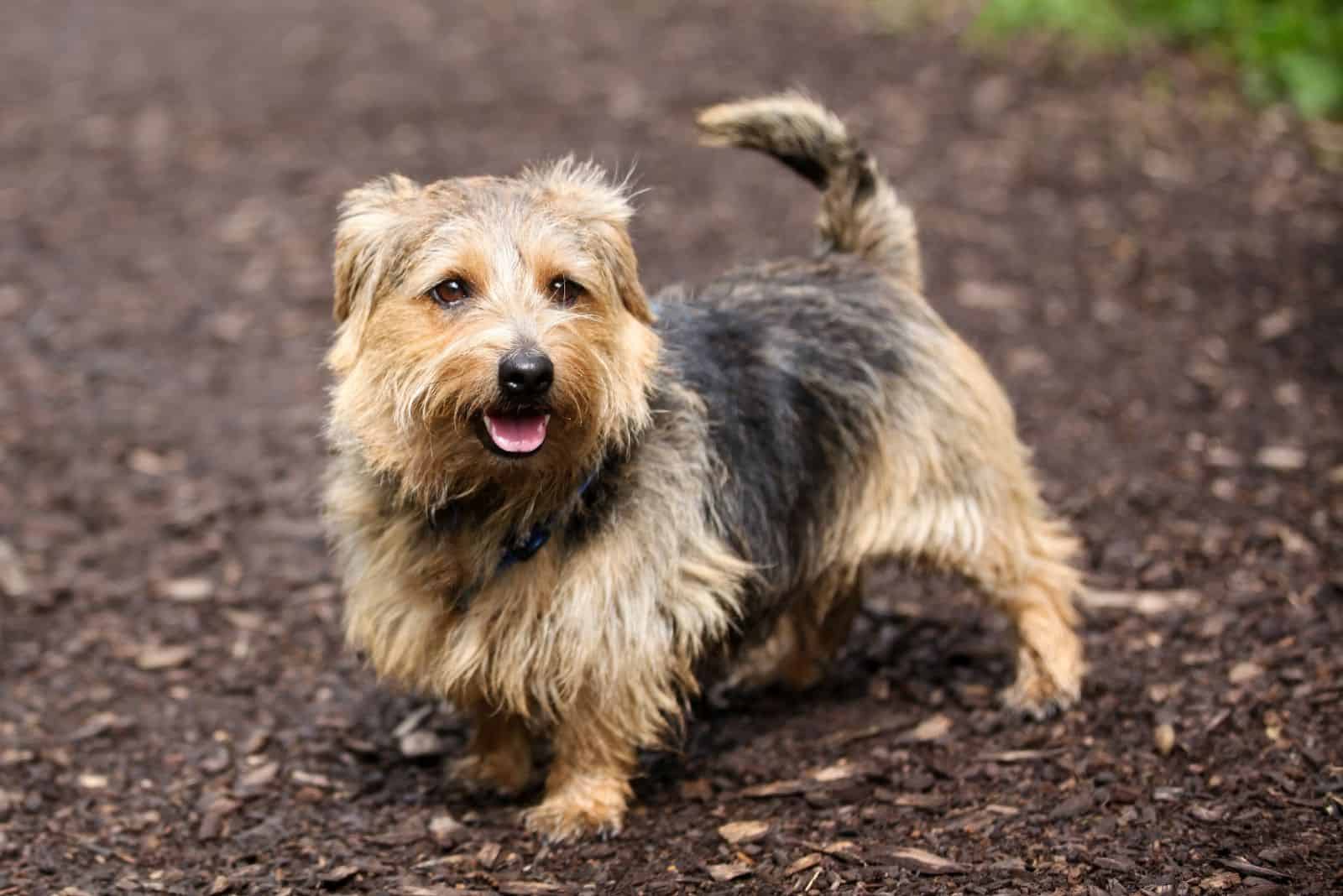 7 Norfolk Terrier Mixes – Good, Better, The Norfolk Mix