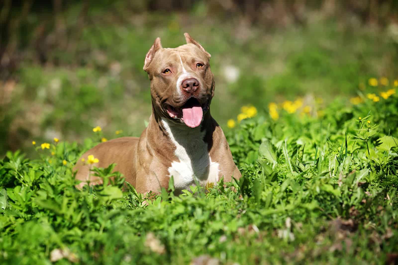 7 Pitbull Breeders In California You Need To Check Out