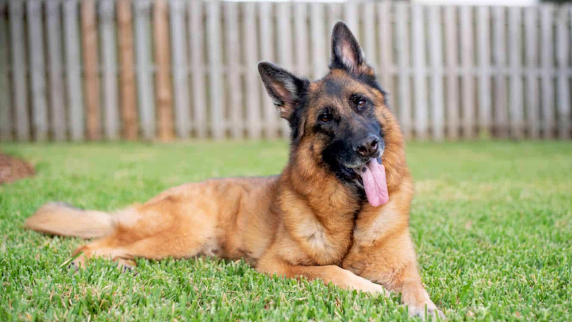 7 Possible Reasons Why German Shepherd’s Eyes Roll Back