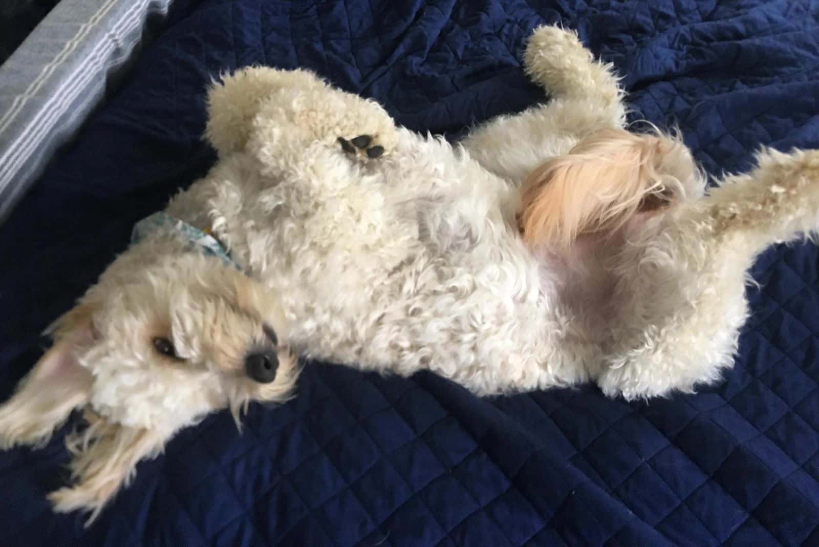 7 Reasons Why Goldendoodles Sleep On Their Back