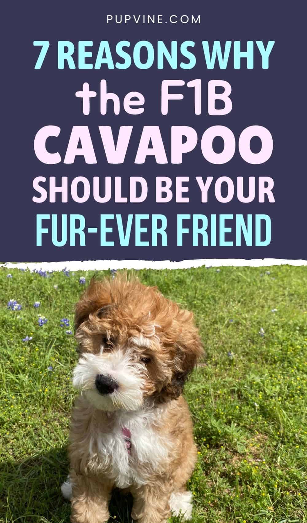 7 Reasons Why The F1B Cavapoo Should Be Your Fur-ever Friend