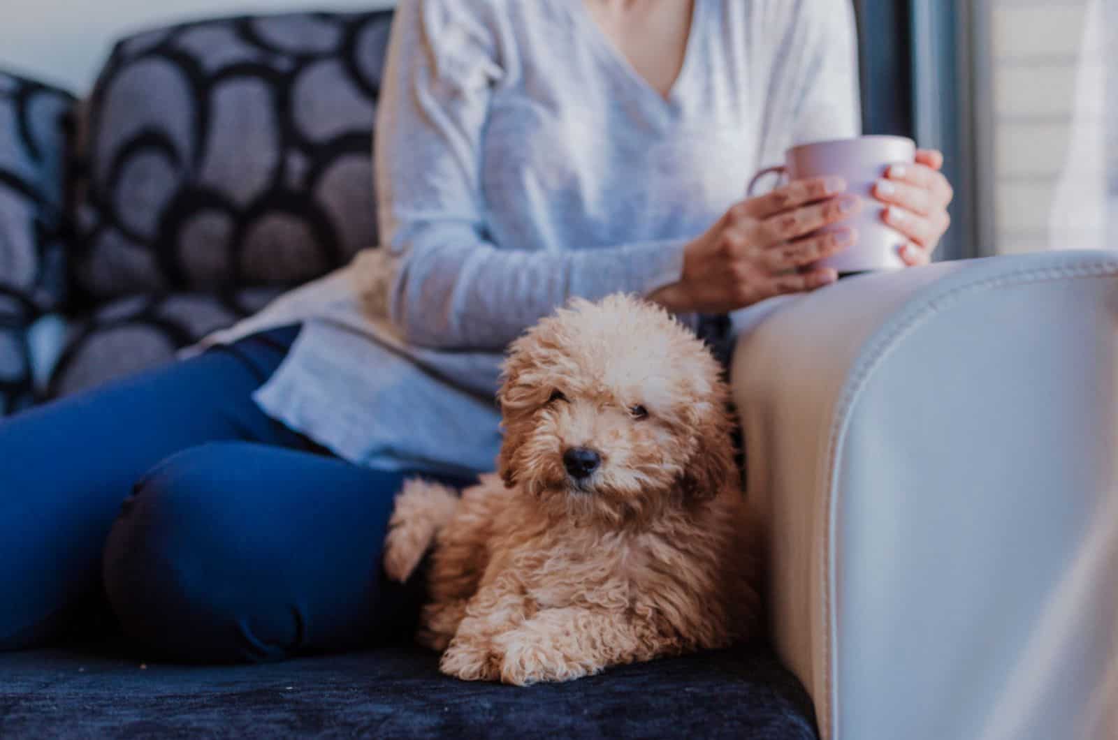 7 Reasons Why Your Dog Steals Your Spot In The House