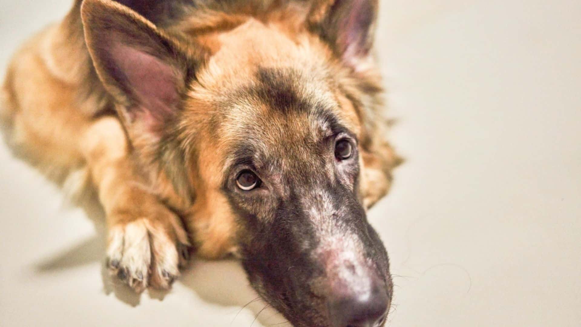 7 Shocking Reasons Behind Your German Shepherd’s Watery Eyes