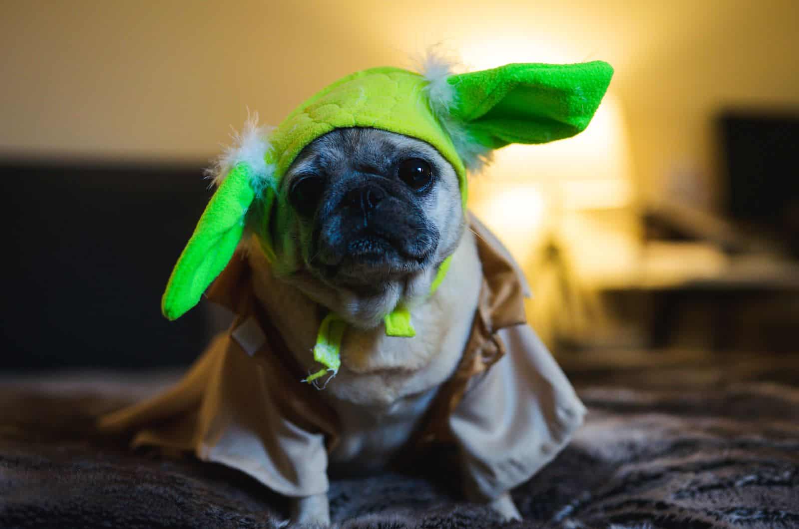 75+ Star Wars Dog Names: Names From The Galaxy Far, Far Away