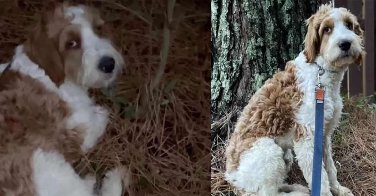 Pup That Used To Sleep On Pine Needles Finally Allows Hoomans To Rescue Him