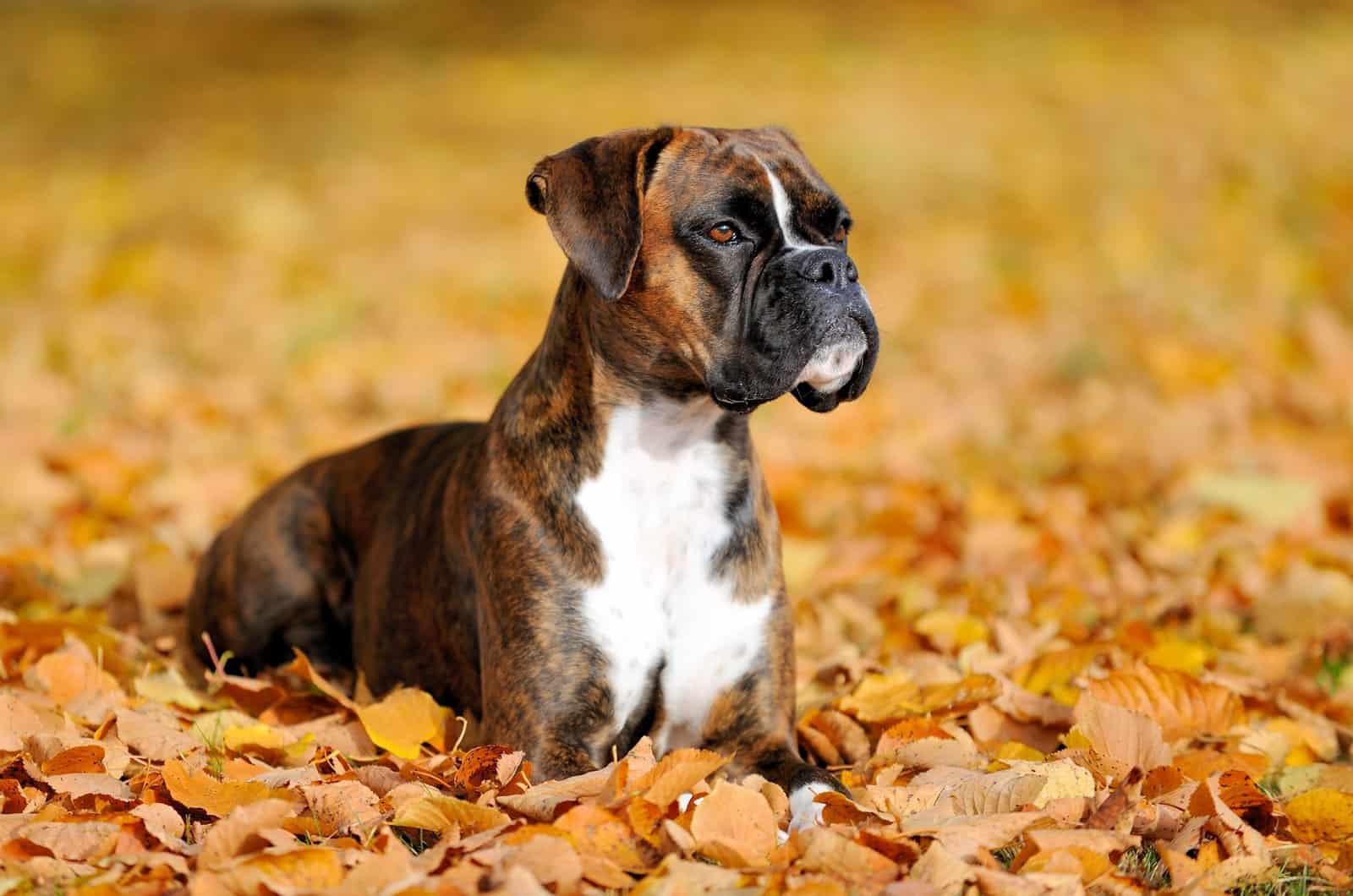 Top 9 Boxer Breeders In Ohio