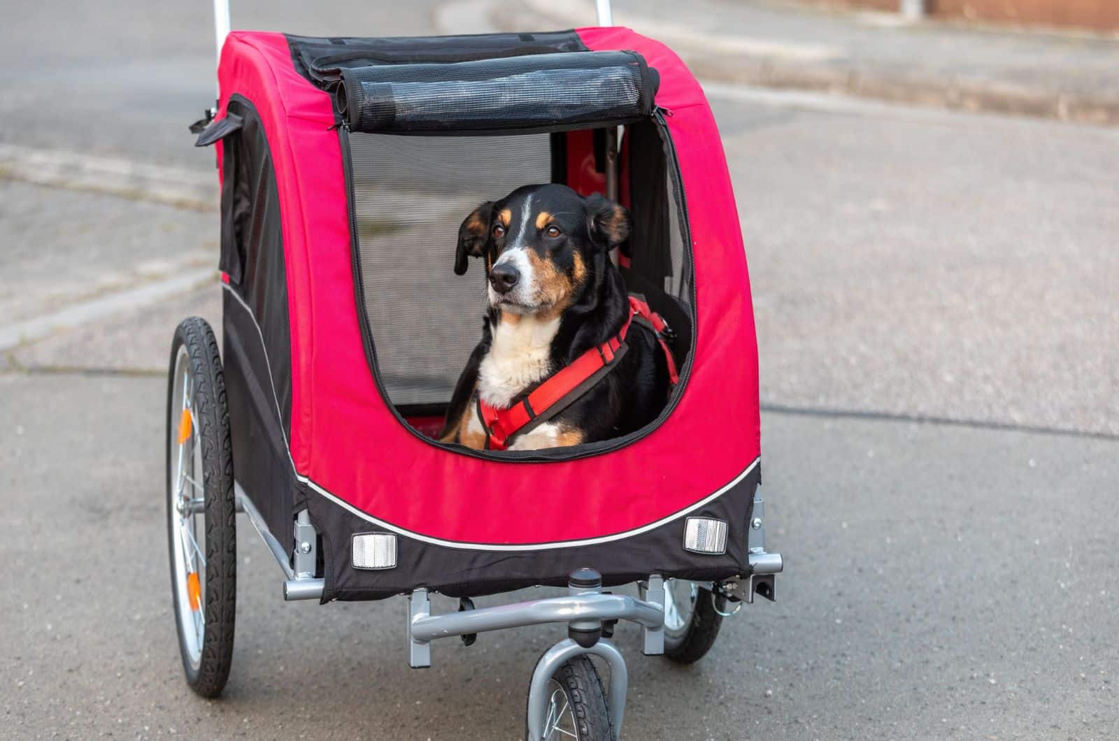 8 Best Bike Trailers For Dogs Who Love Adventures