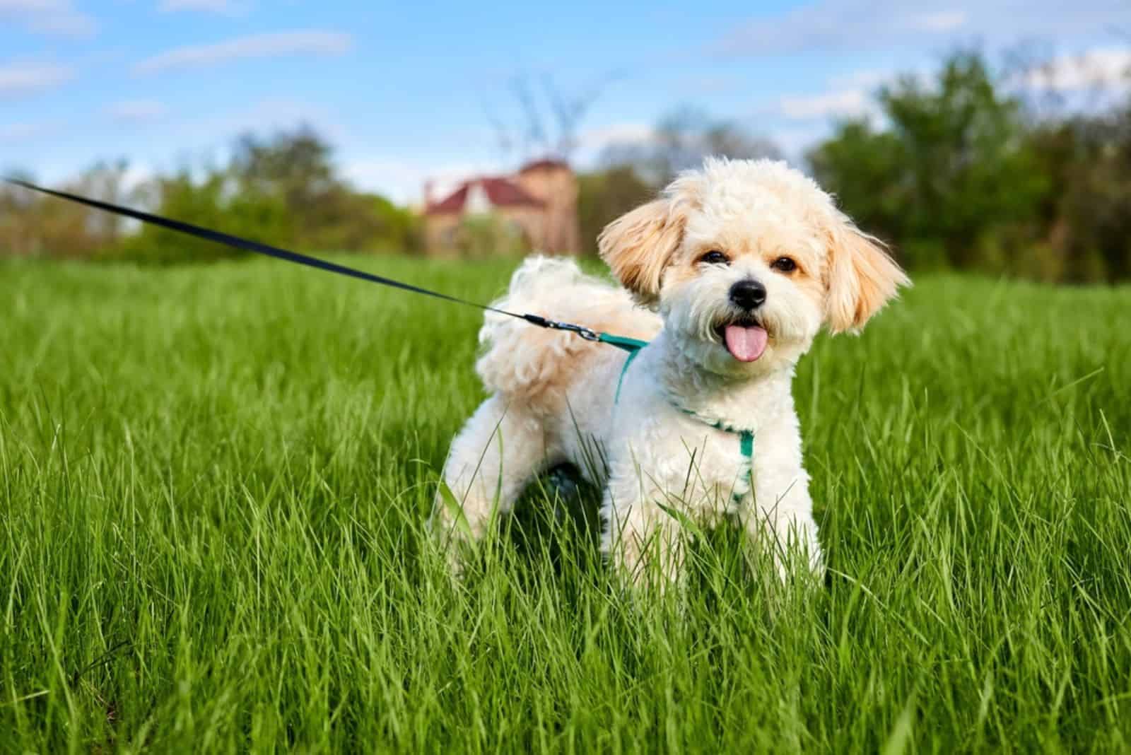 8 Best Maltipoo Breeders In Ontario