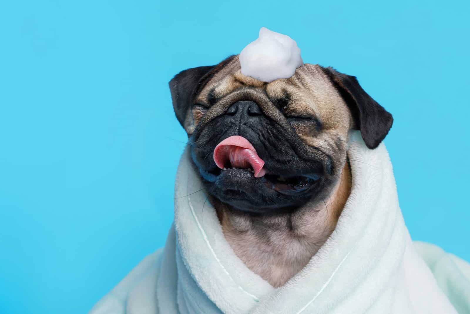 8 Best Shampoos For Pugs: Top Picks For Your Furry Friend