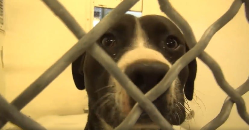 pitbull puppy waiting to be adopted