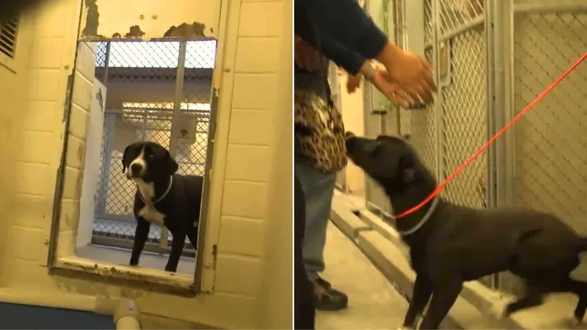 No One Was More Excited To Leave The Shelter Than This Pittie