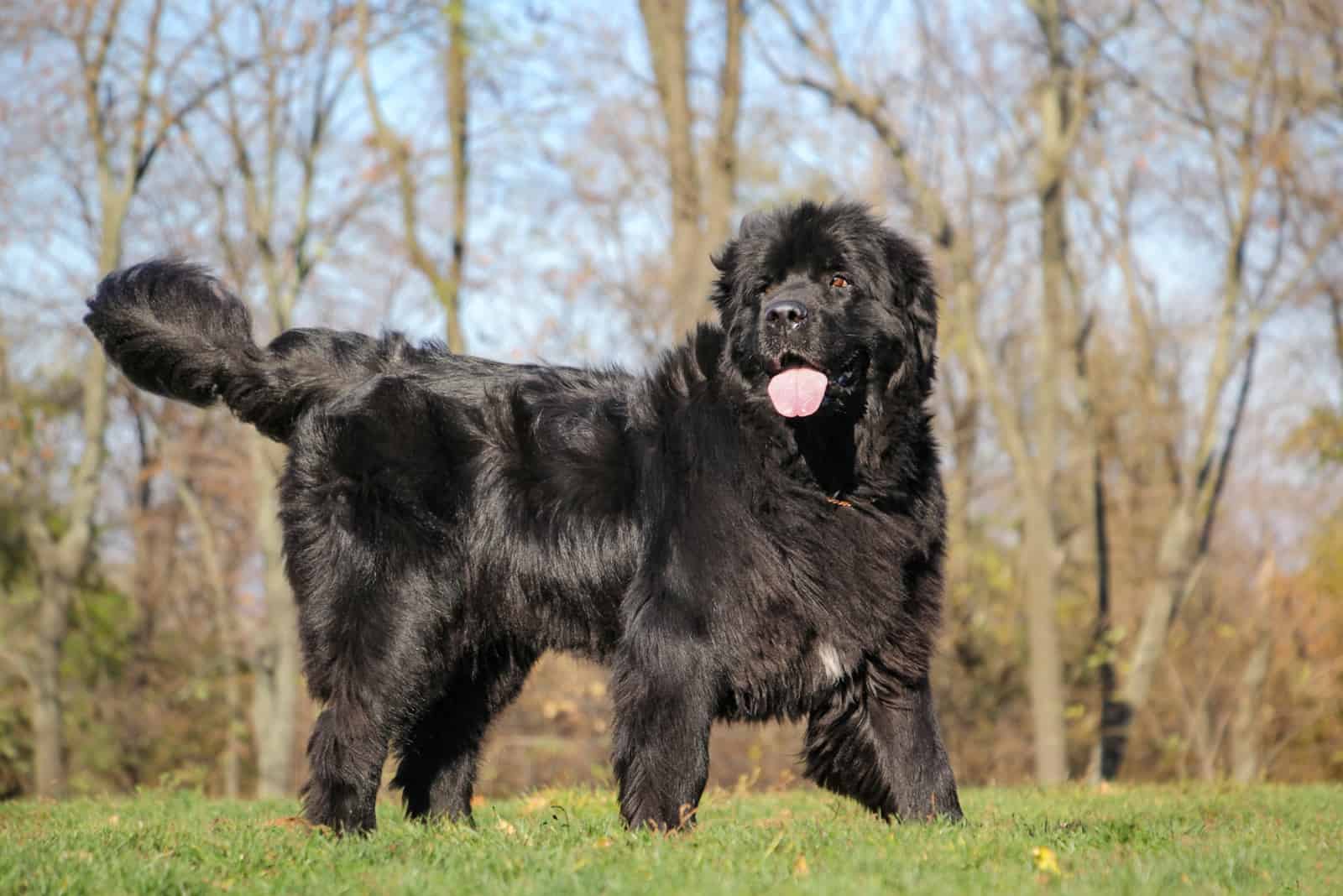 8 Most Reputable Newfoundland Breeders In The UK