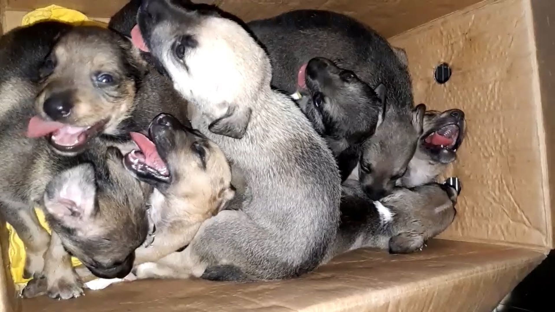 Rescuers Were Shocked To Find 8 Puppies Cruelly Abandoned In A Trash Can