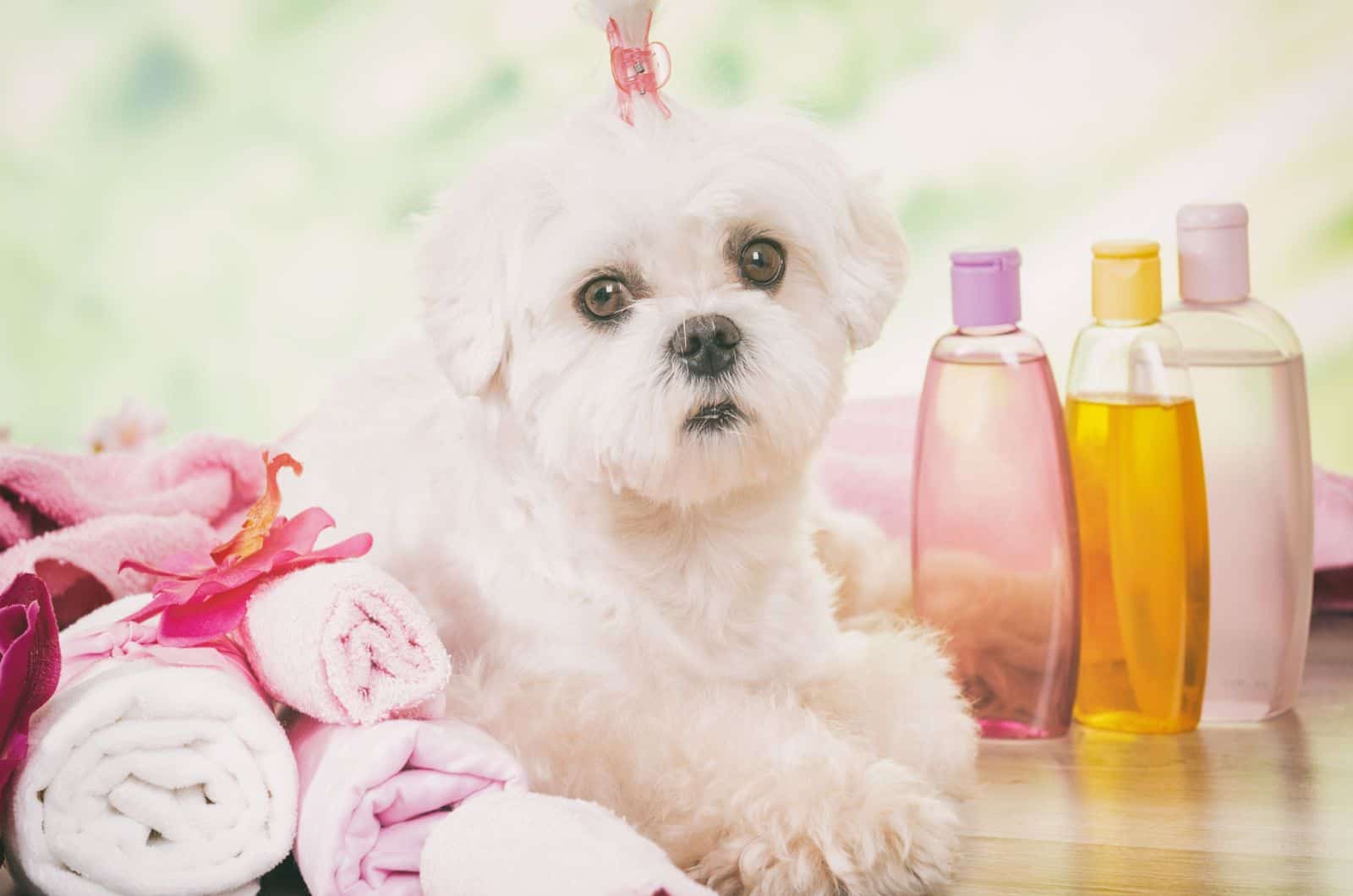 8 Safest And Best Dog Shampoos For Maltese